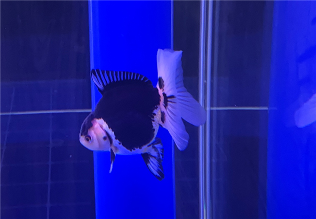 k1���� - ʮ��Ʒ�� ֵ������
